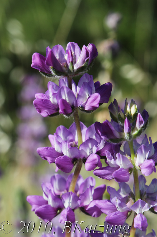 Lupine - closeup