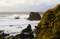 stacks+SURF+gorse.jughandle.70mm.KI8Q8208.jpg (181668 bytes)