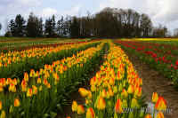 yellow-red-tulips.inline.52mmclose.dubllayer.KI8Q4799.jpg (185575 bytes)