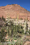 PalmerPenstemon.EastExit.Zion.6000.jpg (121069 bytes)