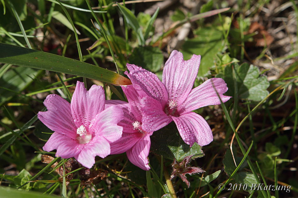 Checkerbloom