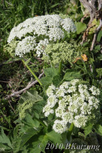 Cow parsnip