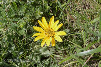 Crown daisy