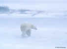 bear-blizzard.5x7x72.jpg (24214 bytes)