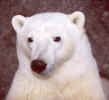 pbear.closeup.150.jpg (109018 bytes)