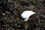 ptarmigan.150.jpg (298209 bytes)