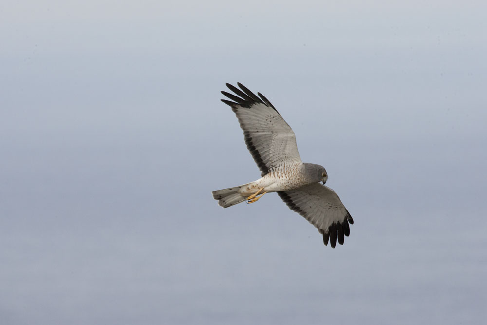 Northern Harrier