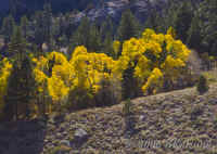 aspens-invalley.KI8Q9814.jpg (262772 bytes)