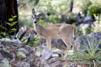 deer.ramsey.overexp.KI8Q2808.jpg (190882 bytes)