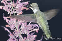 hummer.atpinkflower.ash.good.hardcrop.KI8Q2489.jpg (219549 bytes)