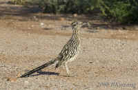 roadrunner.w-lizard.crop.KI8Q2707.jpg (249361 bytes)