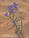 Spiderwort.EastExit.Zion.6006.jpg (111323 bytes)