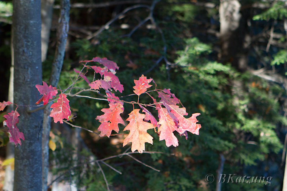 Oak leaves on a branch in Queechee Gorge