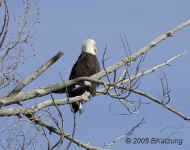 eagle-bald.Gardiner.ysnp.KI8Q2720.jpg (113214 bytes)