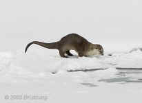 otter.looking-into-pond.tightcrop.KI8Q2384.jpg (71473 bytes)