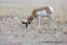 pronghorn.male.KI8Q1711.jpg (74833 bytes)