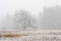 cooksmeadowelm.snowstorm.52mm.landsc.nice.KI8Q2986.jpg (140715 bytes)