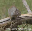 squirrel.closeup.zion.5874.jpg (94800 bytes)