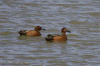 cinnamonteal.KI8Q3736.jpg (109411 bytes)