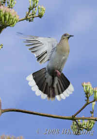 dove-takingoff-from-centuryplant.hardcrop.KI8Q2621.jpg (93527 bytes)