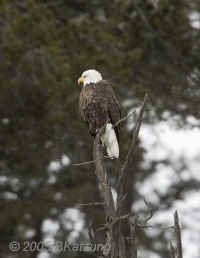 eagle-bald.snowing.KI8Q1900.jpg (63741 bytes)