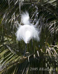 egret.snowy.badhairday.better.KI8Q4240.jpg (131622 bytes)
