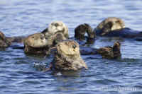 otter-ingroup-eyeballing.KI8Q9282.jpg (131040 bytes)