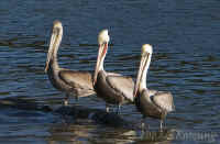 pelicans-linedup.opt-crop.CRW_1886.jpg (127583 bytes)