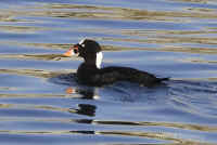 surfscoters.male.good.opt-crop.KI8Q0009.jpg (126843 bytes)