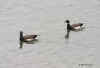 geese-brant.3064.jpg (130195 bytes)