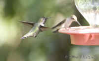 hummer-2.1flying-1feeding.good.crop.KI8Q1937.jpg (101942 bytes)