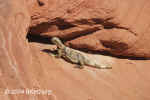Chuckwalla.closeup.ValleyofFire.5515.jpg (138601 bytes)