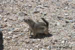 HarrisGroundSquirrel.RedRockCanyon.5457.jpg (153074 bytes)