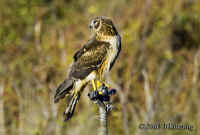 northernharrier.lasgallinas.KI8Q7814.jpg (147110 bytes)