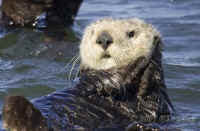 otter-praying.opt-crop.KI8Q9659.jpg (129944 bytes)