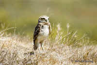 owl.young.crop.good.KI8Q6017.jpg (174333 bytes)