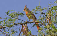 pyrrhuloxia.intree.b+byard.crop.KI8Q1754.jpg (209171 bytes)