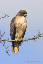 redtail.youngonbranch.KI8Q0677.jpg (152107 bytes)