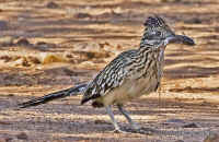 roadrunner-withlizard.side.vgood.crop.KI8Q2733.jpg (227782 bytes)