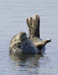 seal-smiling.KI8Q7740 copy.jpg (95759 bytes)