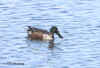 shoveler.2497.jpg (120743 bytes)