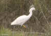 snowy-egret.footraised.08jan04.2039.jpg (141677 bytes)