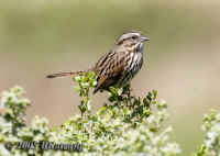 sparrow-juvenile.KI8Q6409.jpg (136668 bytes)