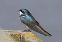 treeswallow.400mm.tightcrop.nice.KI8Q3378.jpg (145349 bytes)