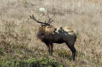 elk-lgbull-headturned-bugling.opt-crop.KI8Q8622.jpg (202590 bytes)