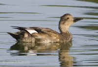 gadwall-eclipseplumage.100pctcrop.KI8Q8739.jpg (156750 bytes)