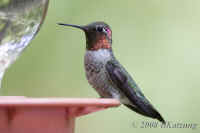 hummer.blk-chin.goog-gorget.miller.crop.KI8Q2237.jpg (121705 bytes)