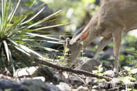 deer-headdown.ramsey.CRW_2170.jpg (180583 bytes)