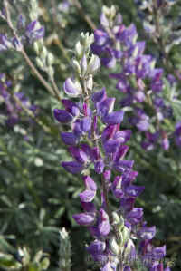 lupine-close.pineflatrd.KI8Q1101.jpg (118962 bytes)