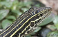 lizards-ear.crop.CRW_2058.jpg (253285 bytes)